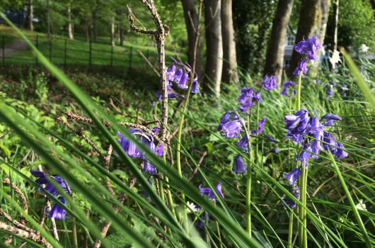 Cedar, Loch Monzievaird Holiday Lodges, Crieff, Perthshire Bluebells